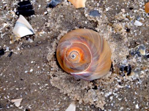 Seashell Shell Sand Beach Shore Sandy Coast