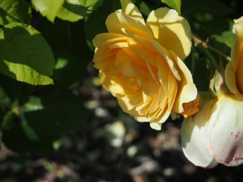 Seattle Flower Rose Yellow