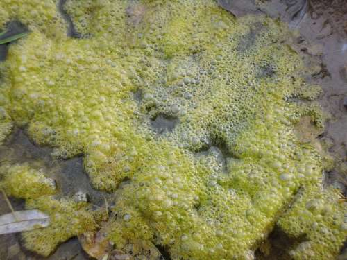 Seaweed Mucus Quagmire Blow Blubberrn Green Moss