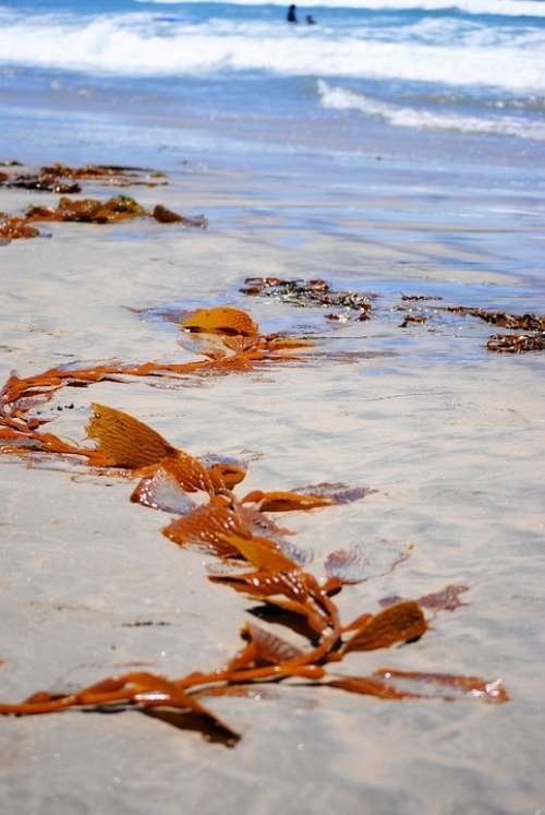 Seaweed Beach Ocean Plant