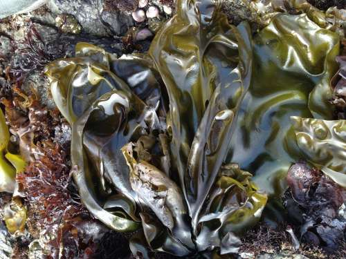 Seaweed Sea Shore Northern California Ocean Plant