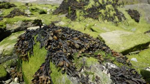 Seaweed Algae Tang Brown Ocean Stone