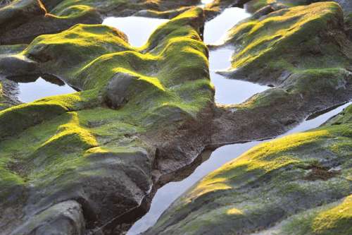 Seaweed Rock Coast Water Sea