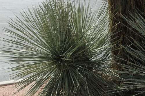 Sedona Arizona Western Southwestern Sage Grasses