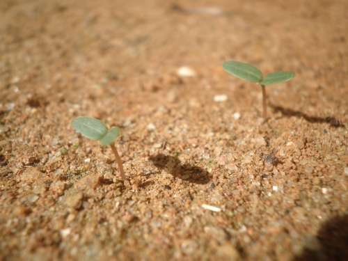 Seedling Plant Growth Grass Leaves Sand Nature