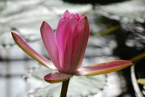 Sefton Flower Lily