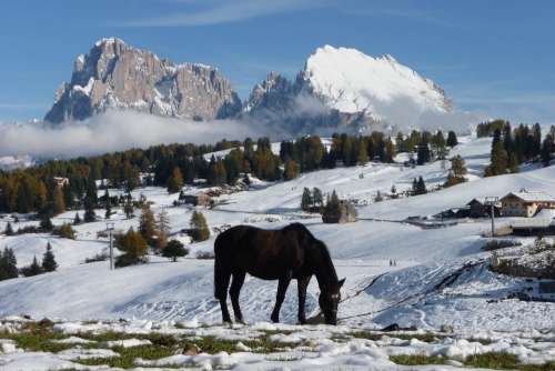 Seiser Alm Sassolungo Horses Mountains Dolomites