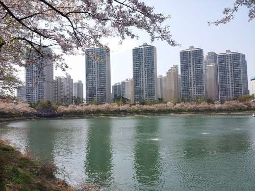 Seokchon Lake Lake Palace Spring Beoc Flowers