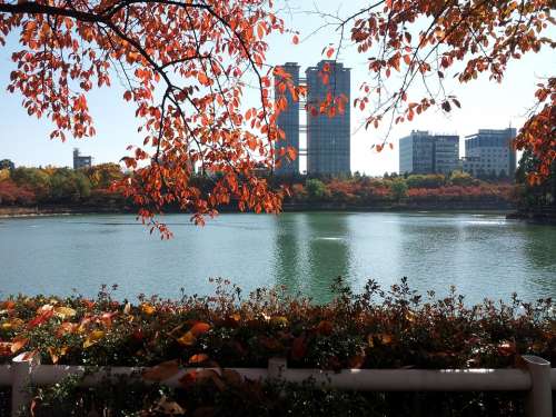 Seokchon Lake Lake Palace Autumn Autumn Leaves Lake