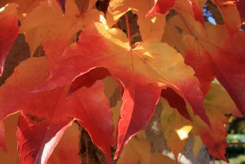 September Colorful Autumn Color Leaf Nature Maple