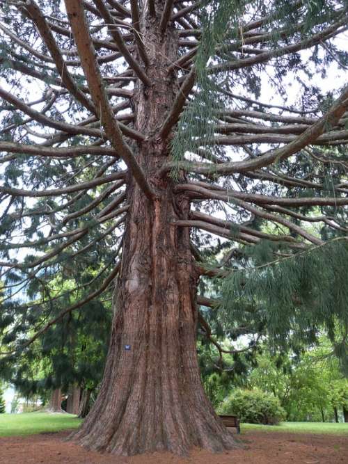 Sequoia Park Huge Tribe Log Tree Conifer Nature