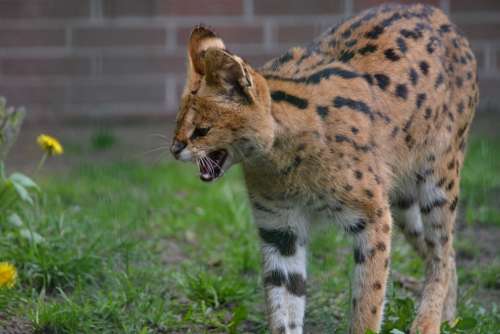 Servals Small Cat Wildcat Predators Mammals Hiss