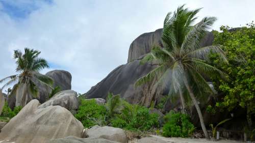 Seychelles Palm Trees Indian Ocean Beautiful Beach