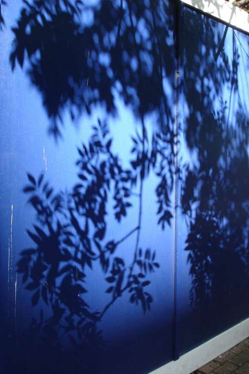 Shadow Leaves Blue