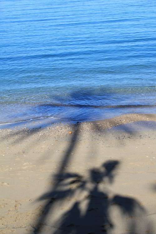 Shadow Vacations Palm Sea Beach Party Summer