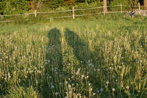 Shadow Light Outline Pair Shadow Play Meadow