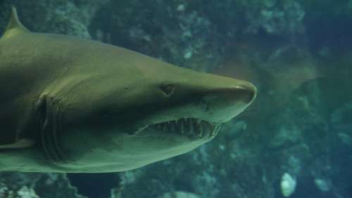 Shark Teeth Underwater Sea Predator Jaw