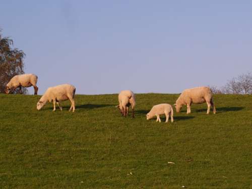 Sheep Dike Elbe Meadow Spring