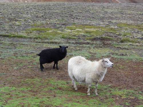 Sheep Animals Farm Flock Of Sheep Flock