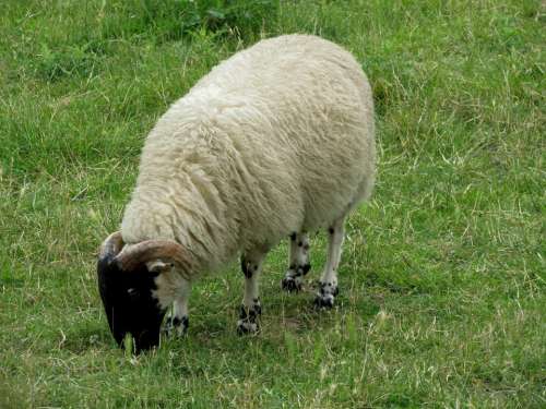 Sheep Animals Farm Mammals