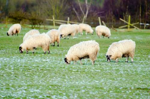 Sheep Farm Farming Group Spring Scene Land