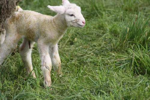 Sheep Birth Lamb Meadow