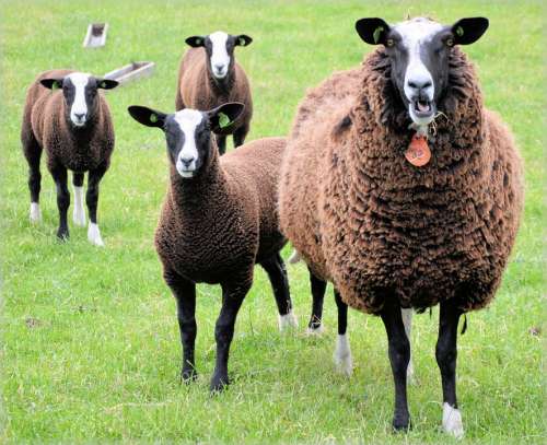 Sheep Lamb White Farm Animal Lambs Brown