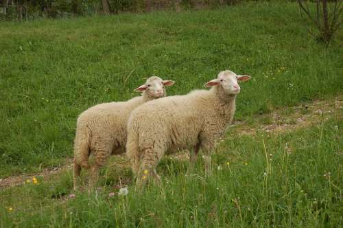 Sheep Animal Grass Idyll Meadow Graze Wool