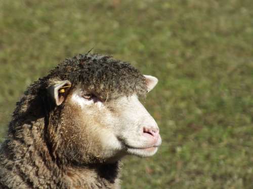Sheep Spring Wool