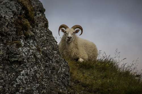 Sheep Iceland Bock Nature Animal
