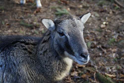 Sheep Fur Head Drawing Mouflon Portrait Animal