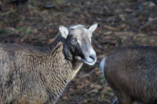 Sheep Livestock Animal Head Wool Fur Soft