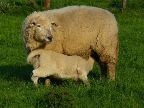 Sheep Wool Animal Fur Meadow Grass Animals Lamb