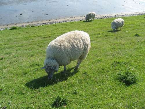 Sheep Grass Meadow Pasture Rush Animal Sylt