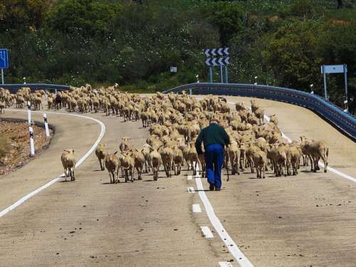 Sheep Herd Drove Blocking Road Spain Farmer