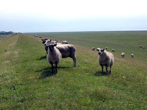Sheep Deichschaf Dike Rest Flock Of Sheep Animal