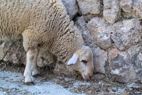 Sheep Wool Animal Head Fur Animals Nature
