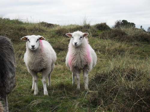 Sheep North Sea Wool Funny Fur Denmark Passover