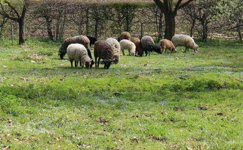 Sheep Meadow Pasture Idyll Community Together