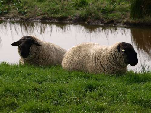 Sheep Dike Wool Rest