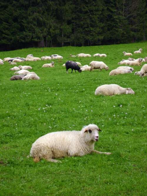 Sheep Black Sheep Grass Mountains