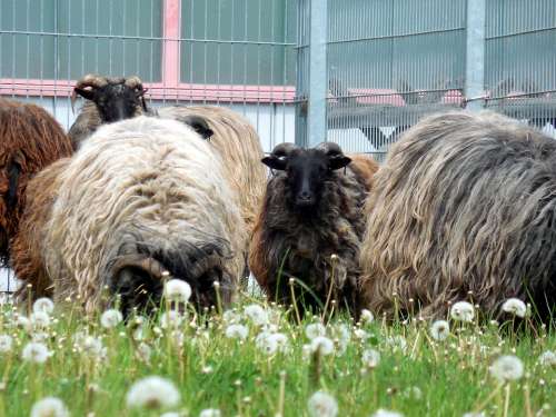 Sheep Wool Animal Fur Meadow Fluffy Hair
