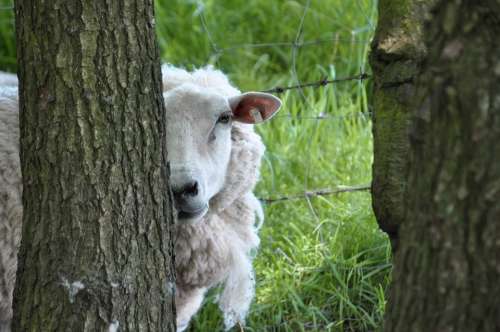 Sheep Tree Funny