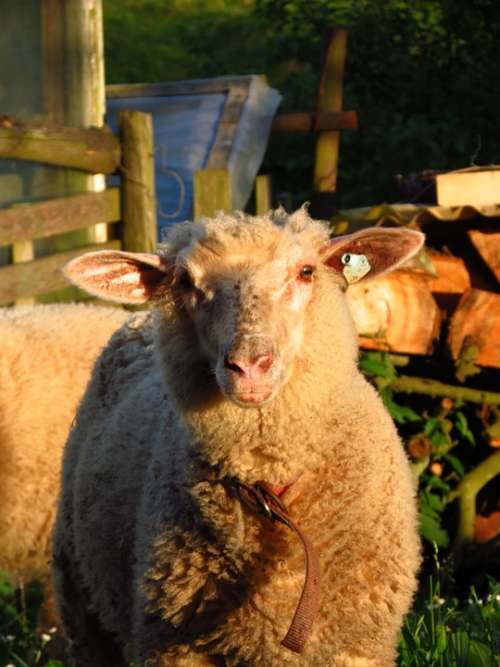 Sheep Farm Animal Farm Agriculture Animal Sunlight