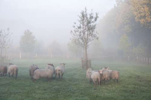 Sheep Fog Animal Autumn