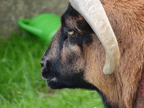 Sheep Animal Head Horn