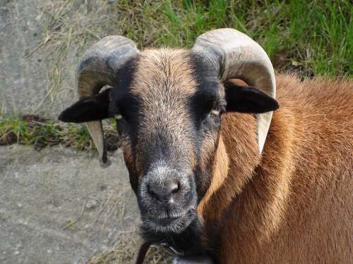 Sheep Animal Head Horns