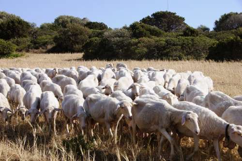 Sheep Flock Of Sheep Flock Animals Sardinia