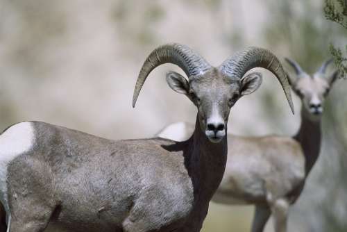 Sheep Bighorn Female Sheeps Animals Fauna