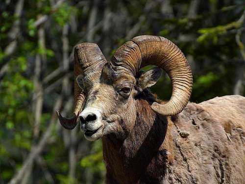 Sheep Bighorn Mountain Rocky Sheeps Animals Fauna